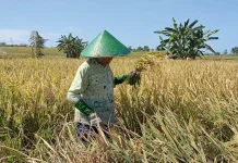 Mekanisme Serapan Gabah Masih Sama Seperti Tahun Lalu