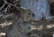 Quokka: Rahasia di Balik Senyum "Hewan Paling Bahagia di Dunia"