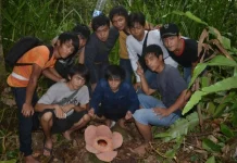Telusur Jejak Raflessia Bengkuluensis di Padang Guci Kabupaten Kaur