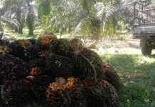 Harga TBS Sawit Stabil, Petani Ipuh Muko-Muko Bersyukur