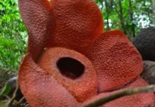 KPPL: Raflessia dan Habitatnya Harus Dijaga bukan Dirusak