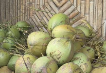 Konsumsi Kelapa Muda Baik untuk Kesehatan Tubuh