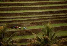 Tiga Kabupaten Bengkulu Dapat Cetak Sawah