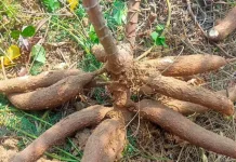 Memanfaatkan Lahan Kosong untuk Budidaya Ubi Kayu