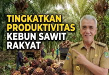 Pemkab Bengkulu tengah Targetkan Replanting Sawit 500 Hektare pada 2026