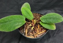 Peneliti Temukan Tanaman Baru Endemik Sumut