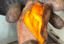 Tips Pemilihan Varietas Ubi Cilembu yang Tepat