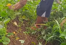 Cara Menanam Ubi Jalar di Pekarangan Rumah