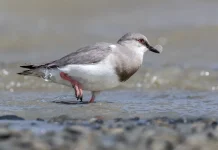Si "Pinguin Mini" dari Patagonia: Mengenal Magellanic Plover yang Langka