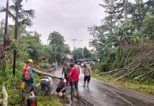 Pohon Tumbang akibat Hujan, Polres Lebong Sigap Amankan Jalan