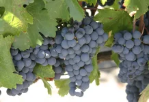 Malbec: Dari Anggur Pelengkap hingga Menjadi Raja Baru Dunia Wine