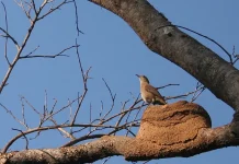 Kenalkan Hornero: Burung "Tukang Bangunan" yang Membangun Rumah Selembut Oven