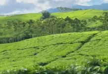 Libur Lebaran, Kebun Teh Kabawetan Dipadati Wisatawan