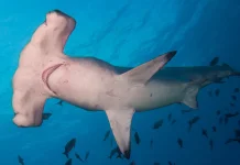 Hiu di Bahama Positif Narkoba: Fenomena Miris di Balik Jernihnya Laut Karibia