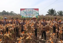 Polres Bengkulu Selatan Panen Raya Jagung, Dukung Swasembada Pangan 2026