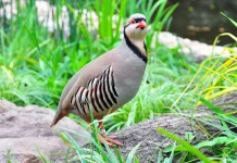 Gak Cuma Cantik, Burung Ini Lebih Jago Mendaki Gunung Daripada Terbang!