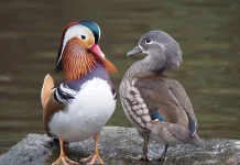 Mengenal Mandarin Duck: Unggas Tercantik di Dunia, Simbol Kesetiaan dari  Asia Timur