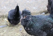 Cara Merawat Ayam Hias agar Tetap Sehat