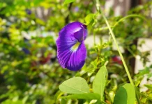 Teh Daun Telang, Minuman Sehat yang Mudah Dibuat