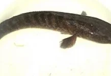 Keajaiban Albumin Ikan Gabus bagi Pemulihan Pasca Operasi