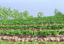 Budidaya Stroberi, Peluang Mudah Menanam Buah Segar di Rumah