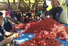 Kebun Cabai di Kaur Serap Ratusan Tenaga Kerja