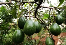 Pemprov Bengkulu Ajak Masyarakat Kembangkan Hortikultura Bernilai Tinggi