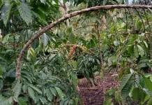 Petani Kopi Kaur Bersyukur, Harga Kopi Kering Stabil