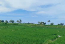 Dinas Pertanian Bengkulu Utara Pastikan Pasokan Pupuk Aman