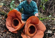Rafflesia Kemumu  Mekar 3 Sekaligus
