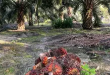 Pemprov Bengkulu Tetapkan Harga TBS Sawit Periode April Rp3.174/Kg