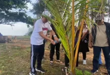 Pemkot Bengkulu Gotong Royong Rawat Pohon Kelapa di Pantai Panjang
