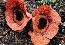Rafflesia Kemumu Kembar Tiga Masih Mekar di Bengkulu Utara