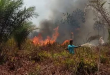 BPBD Kaur Imbau Masyarakat Waspada Terhadap El Nino Godzilla