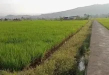 Masyarakat Rimbo Recap-Dwi Tunggal Apresiasi Pembangunan Jembatan Perintis