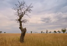 El Nino, Penyebab Kemarau Panjang