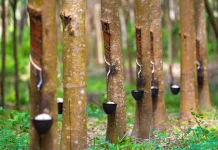Harga Karet Bengkulu Masih Stabil