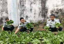 Dukung Ketahanan Pangan Warga Binaan, Rutan Bengkulu Panen Pakcoy