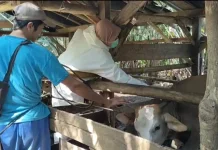 Bengkulu Utara Miliki Ribuan Stok Vaksin Penyakit Hewan