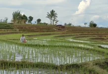 Stok Aman, Petani di Bengkulu Utara Bisa Ajukan Bantuan Pestisida
