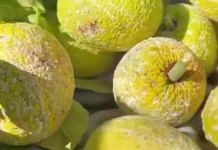 Sukun Berpotensi Menjadi Sumber Pangan Super Food