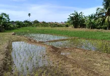 Pasca Banjir Rendam Area Persawahan, Petani Khawatir Gagal Panen