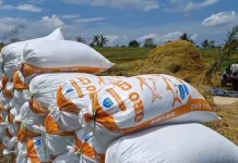 Minimnya Serangan Hama Buat Hasil Panen Padi Maksimal