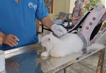 Pemprov Bengkulu Gencarkan Vaksinasi Rabies