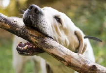 Seorang Anak Di Bengkulu Utara Jadi Korban Gigitan Anjing Liar