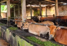Peternakan Sapi di Bengkulu Siapkan Hewan Kurban Jelang Idul Adha