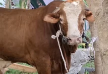 Pemprov Bengkulu Siapkan Hewan Kurban