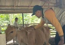 Jelang Idul Adha, Pengecekan Kesehatan Hewan Qurban Akan Dilakukan