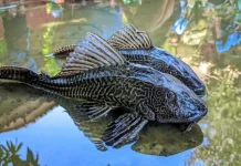 Dilema Ikan Sapu-Sapu: antara Hiasan dan Konsumsi