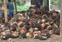 Harga Sawit Bengkulu Naik! tapi Pengusaha Banyak yang Absen